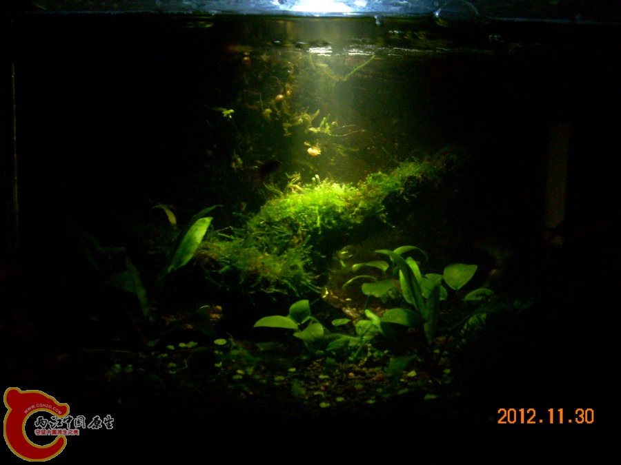 个性光源拍鱼缸-2012.11.30-DSCN1653.jpg