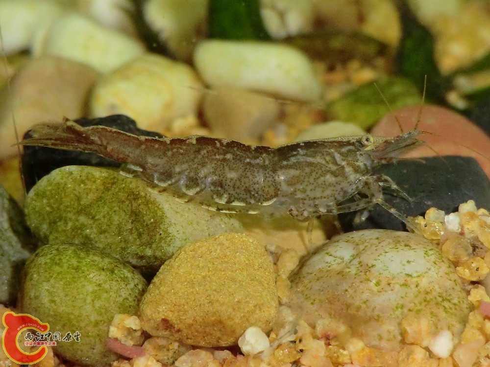 半月斗鱼能跟黑壳虾一起养吗 斗鱼还是一个尾