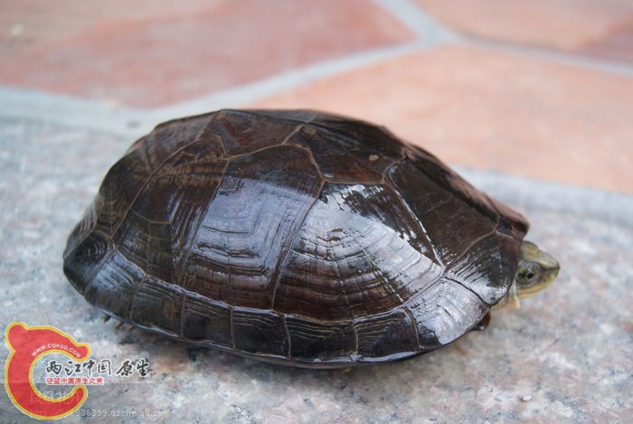 乌龟怎么做最好吃 111325b81rmklf8vkvp3p7.jpg