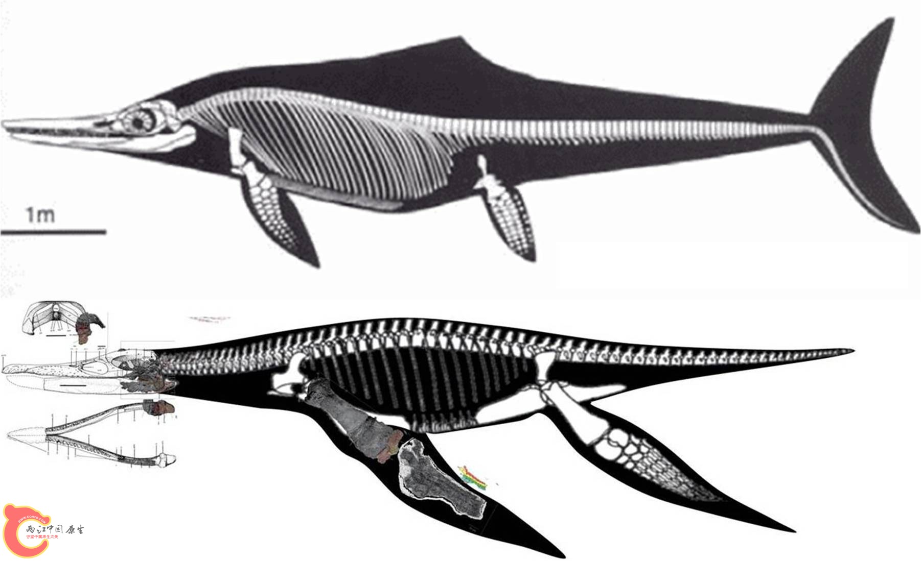 12.5米的鱼龙(叉长略不足12米)，用板齿泰曼放大(请忽略那个1米尺),和冯氏上龙.jpg