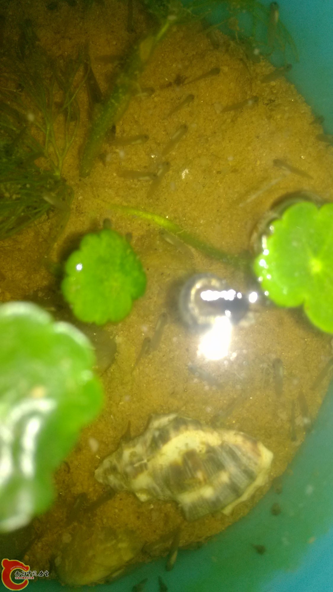 刚孵化的小蝌蚪，还不怎么会游泳
