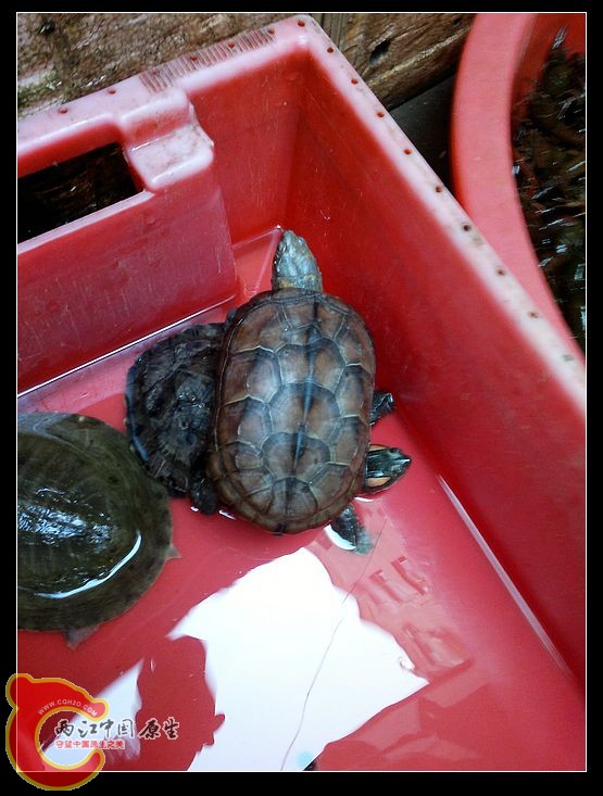 乌龟怎么做最好吃 202015armzuni8lz7wuiut.jpg