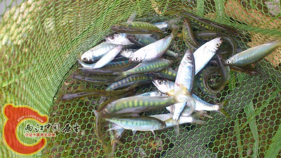 福州郊区野采[47图](儿童节什么的不就是出去采