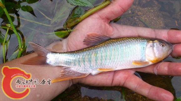 福州郊区野采[47图](儿童节什么的不就是出去采