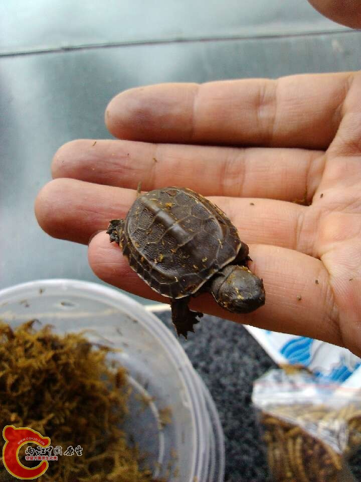 乌龟怎么做最好吃 190623yo0b6pzt6z9zlssz.jpg