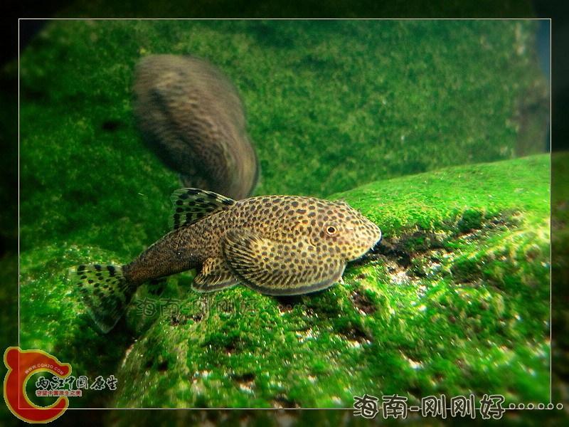 贵州爬岩鳅.jpg