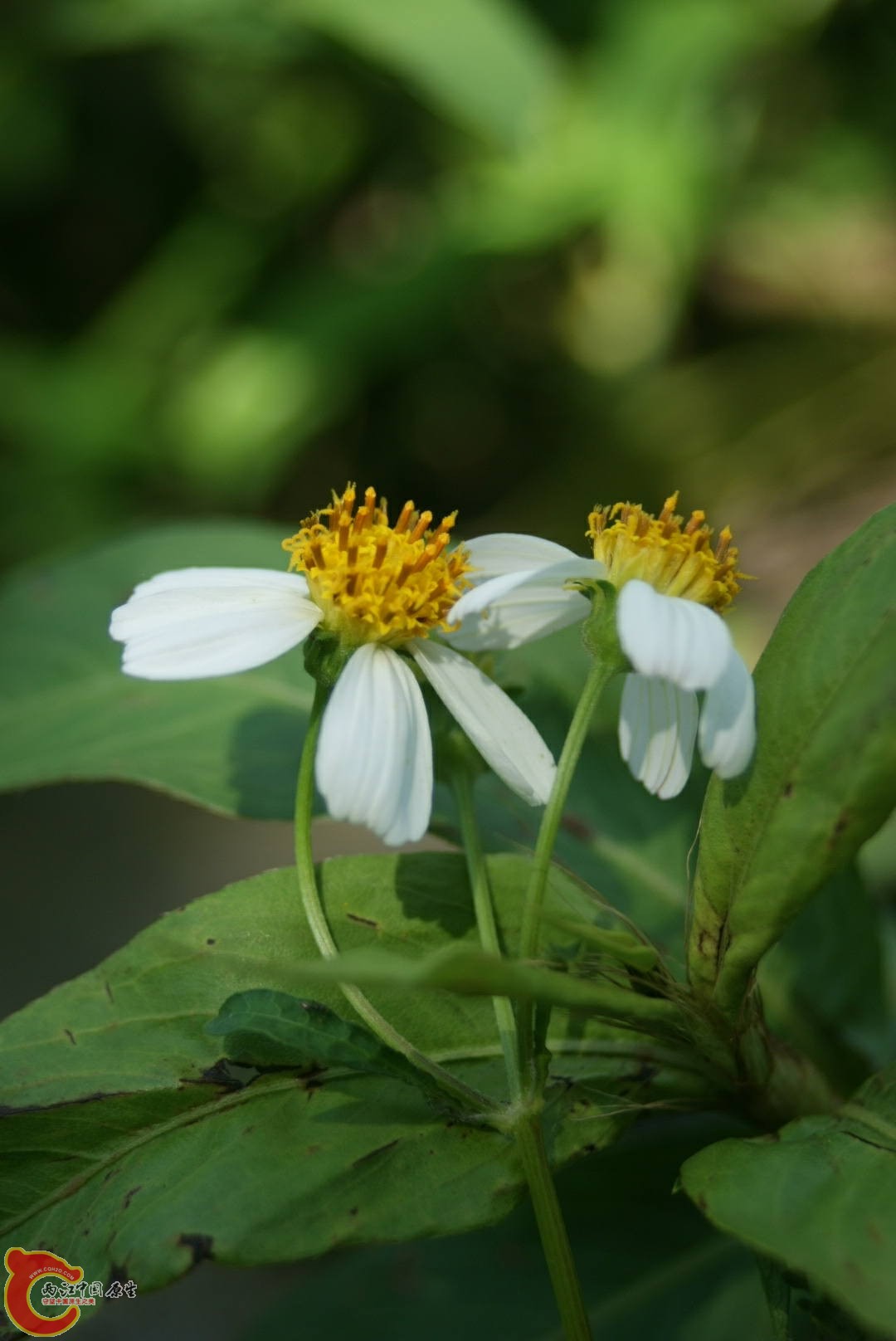 雏菊3.jpg