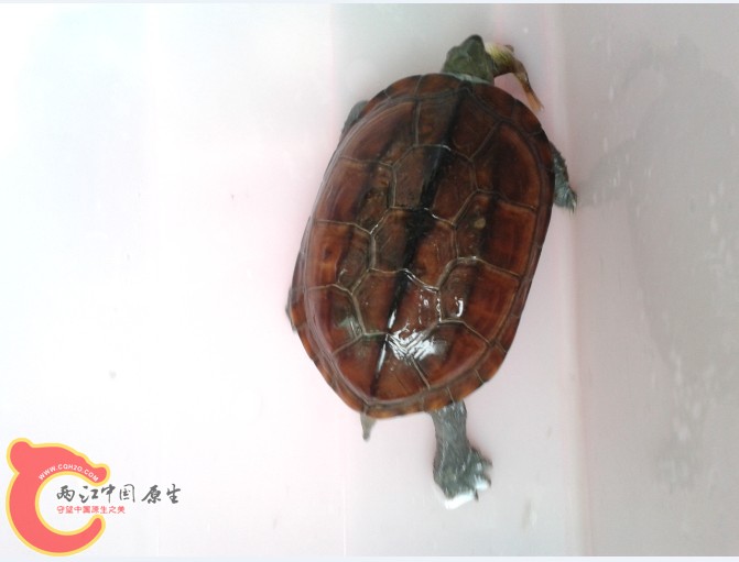 乌龟怎么繁殖过程视频 155346grndjnxjrz86o5ii.jpg