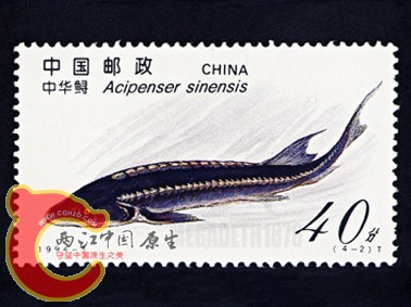 Acipenser Sinensis 中华鲟.jpg