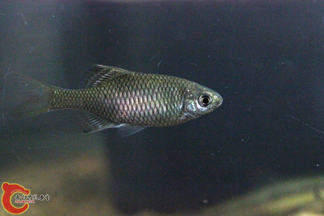 152251qglw155logalskuw.jpg