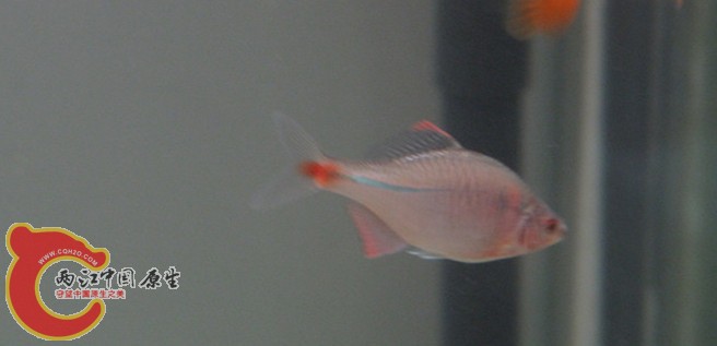 鳑鲏鱼最大长多少公分 224857jdgz1f9z9559w559.jpg