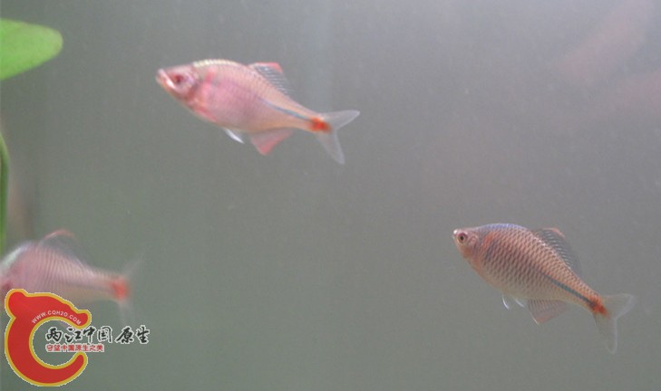 鳑鲏鱼最大长什么样 224901cwzig6i8v6vb2bgd.jpg