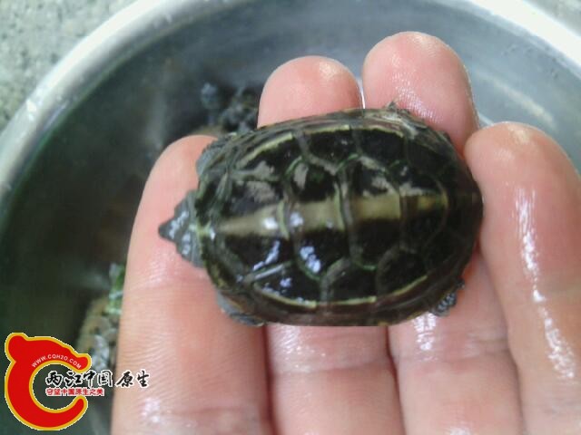 乌龟怎么看它 快生了 214009pu6op3i3g555oiw5.jpg