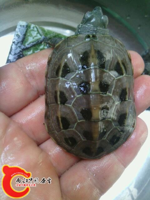 乌龟怎么做最好吃 214826d77lrgaidka6dk77.jpg