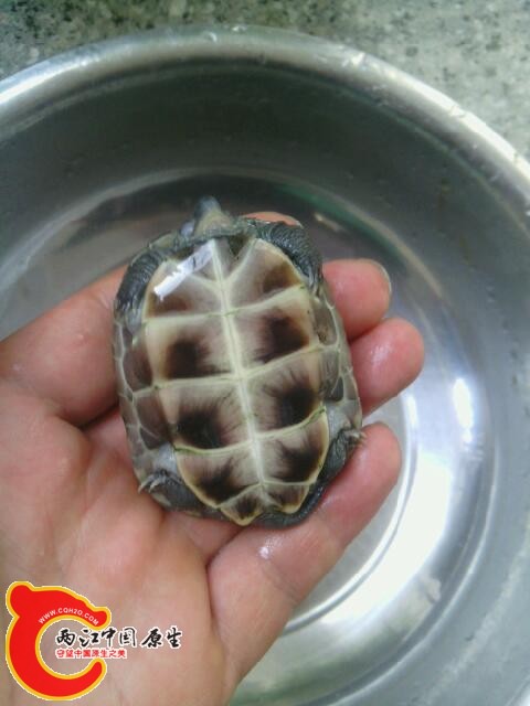 乌龟怎么做最好吃 220517i8bpiixlfsiep4in.jpg