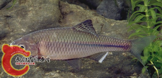 黑腹鱊タナゴ（ Acheilognathus melanogaster）