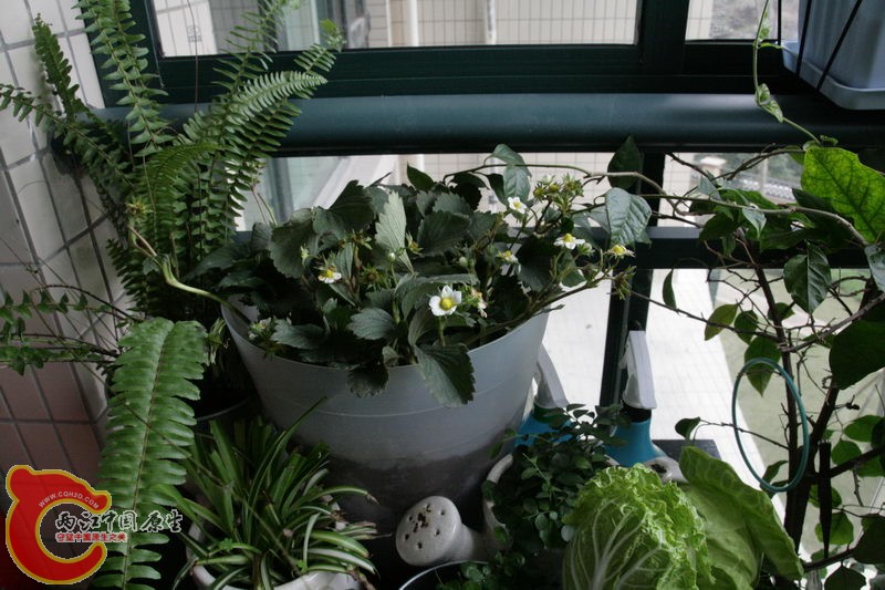 阳台种什么植物好用 163936ko7tebootjtpnehj.jpg