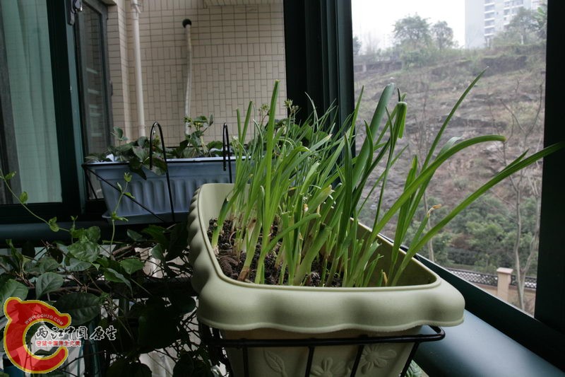 一进门摆什么植物最好 163953to0lyfxvjzjob7ov.jpg