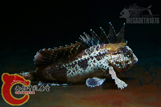 红鳍拟鳞鮋 Paracentropogon rubripinnis
