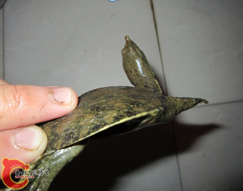 203330gu3tw3rwmwxpt3cm.jpg