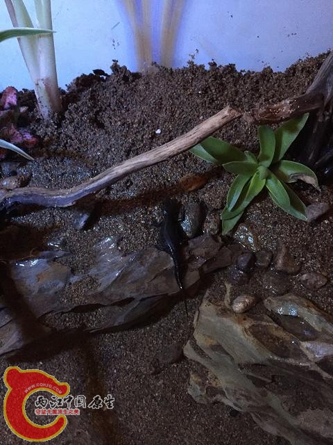 生态缸水草泥放上面还是下面 100723d0a9ch1ppplv818p.jpg