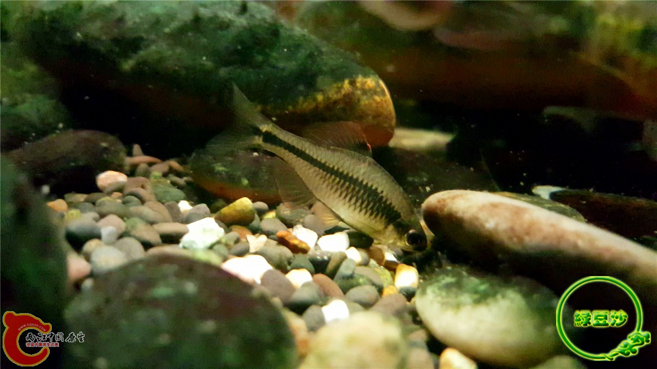 鳑鲏鱼水温多少度最佳 152545ijjwyo63aj11gyw6.jpg