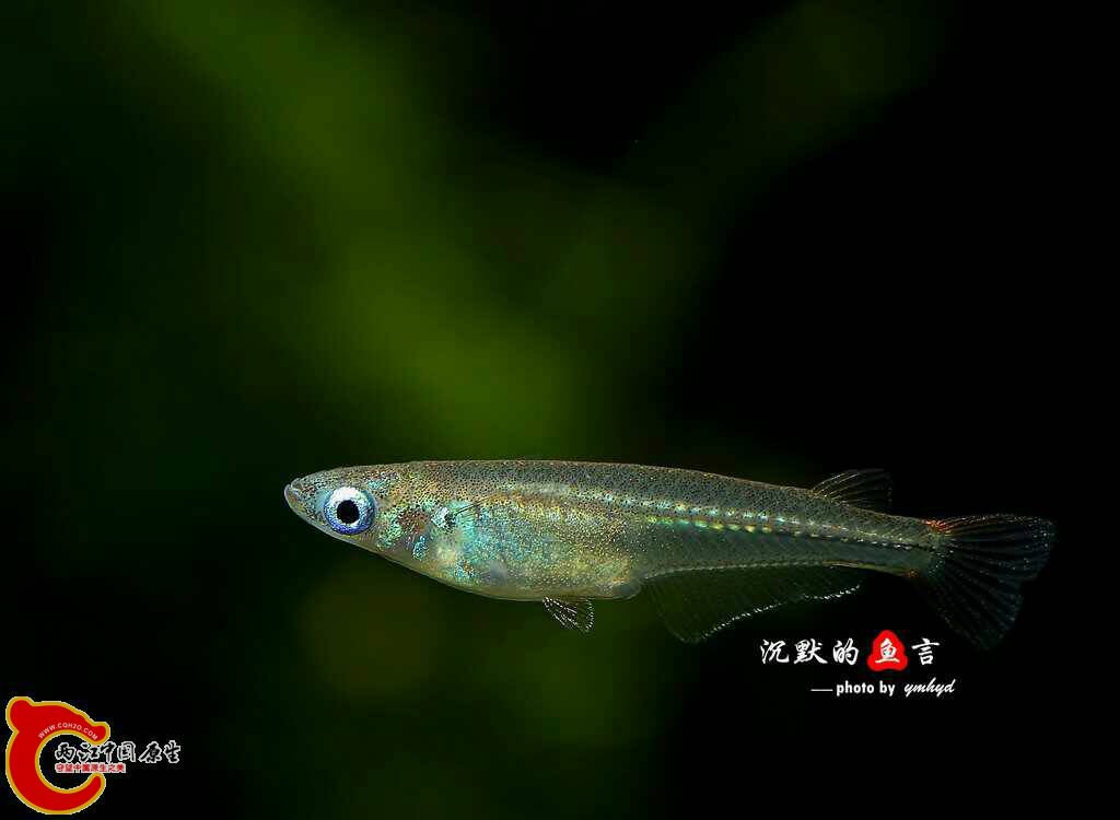 哪些冬天不用加热的小型观赏鱼适合草缸 - 【两