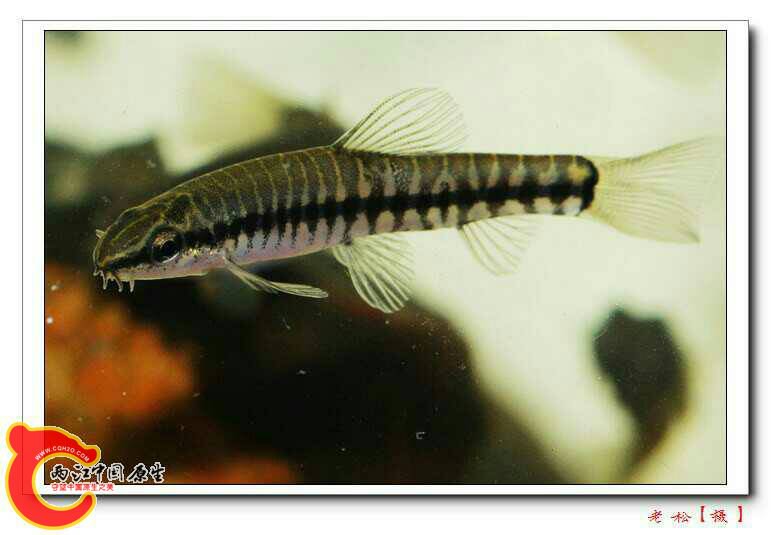 哪些冬天不用加热的小型观赏鱼适合草缸 - 【两