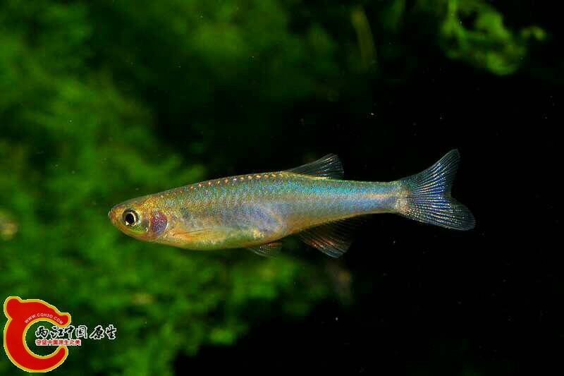 哪些冬天不用加热的小型观赏鱼适合草缸 - 【两