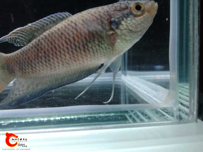 江中国原生-做中国最好的原生网络中国斗鱼中