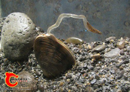 Model-of-mussel-with-lure-to-attract-hosts-for-its-larvae-440x310.jpg
