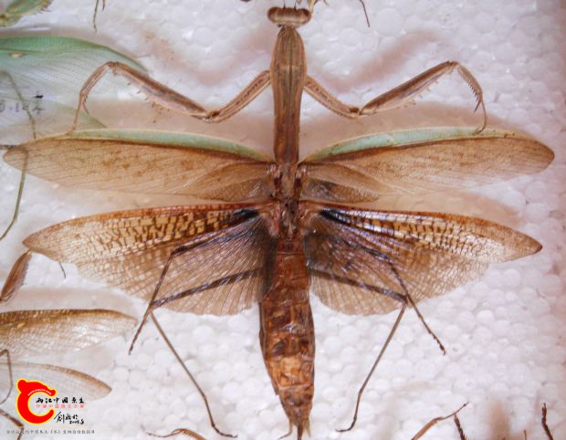 2007年，中华大刀螳，雌。这位很重要，首先是我养过的螳螂体型纪录保持者，体长超过9厘米，从2007年9月养到 ...