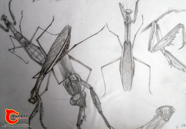 2007年，对这只螳螂的印象已经模糊了，画上写的是8月采到9月末放生，很好的纪录。