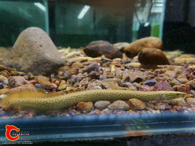 圆斑刺鳅.jpg