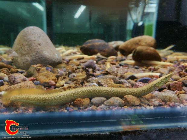 圆斑刺鳅1.jpg