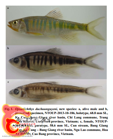 阮氏馬口魚Opsariichthys duchuunguyeni