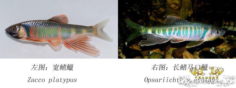 中国产东亚类群马口鱼类分类探讨(未完待续，欢迎参与讨论)