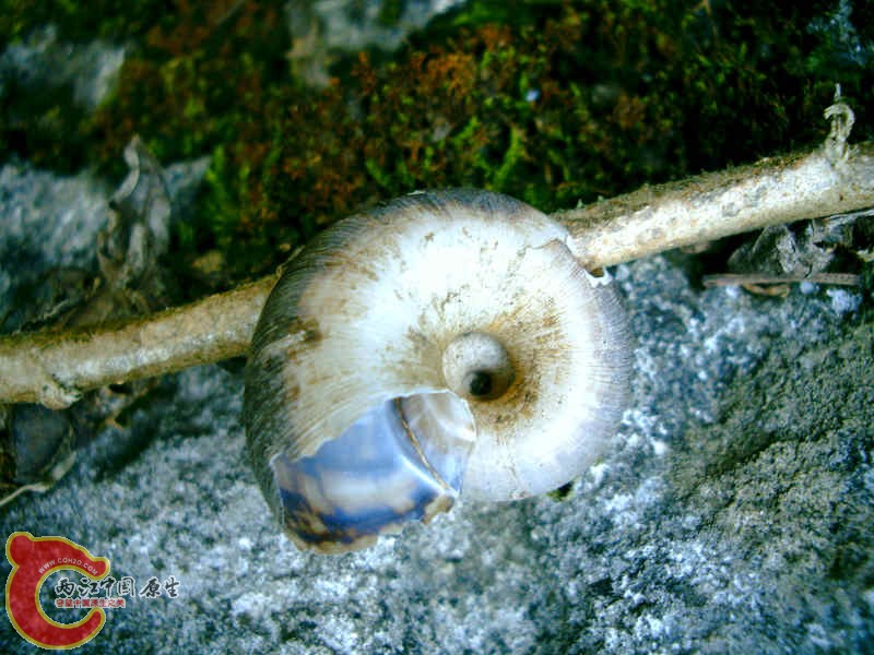 大山蜗牛壳.JPG