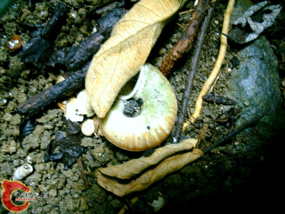 大山蜗牛壳 (1).JPG