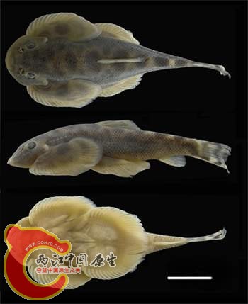越南華吸鰍（Sinogastromyzon tonkinensis）.jpg