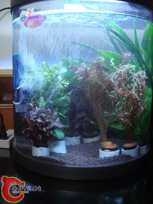 2010年6月12日和厕所板砖一起野采斗鱼 - 中国