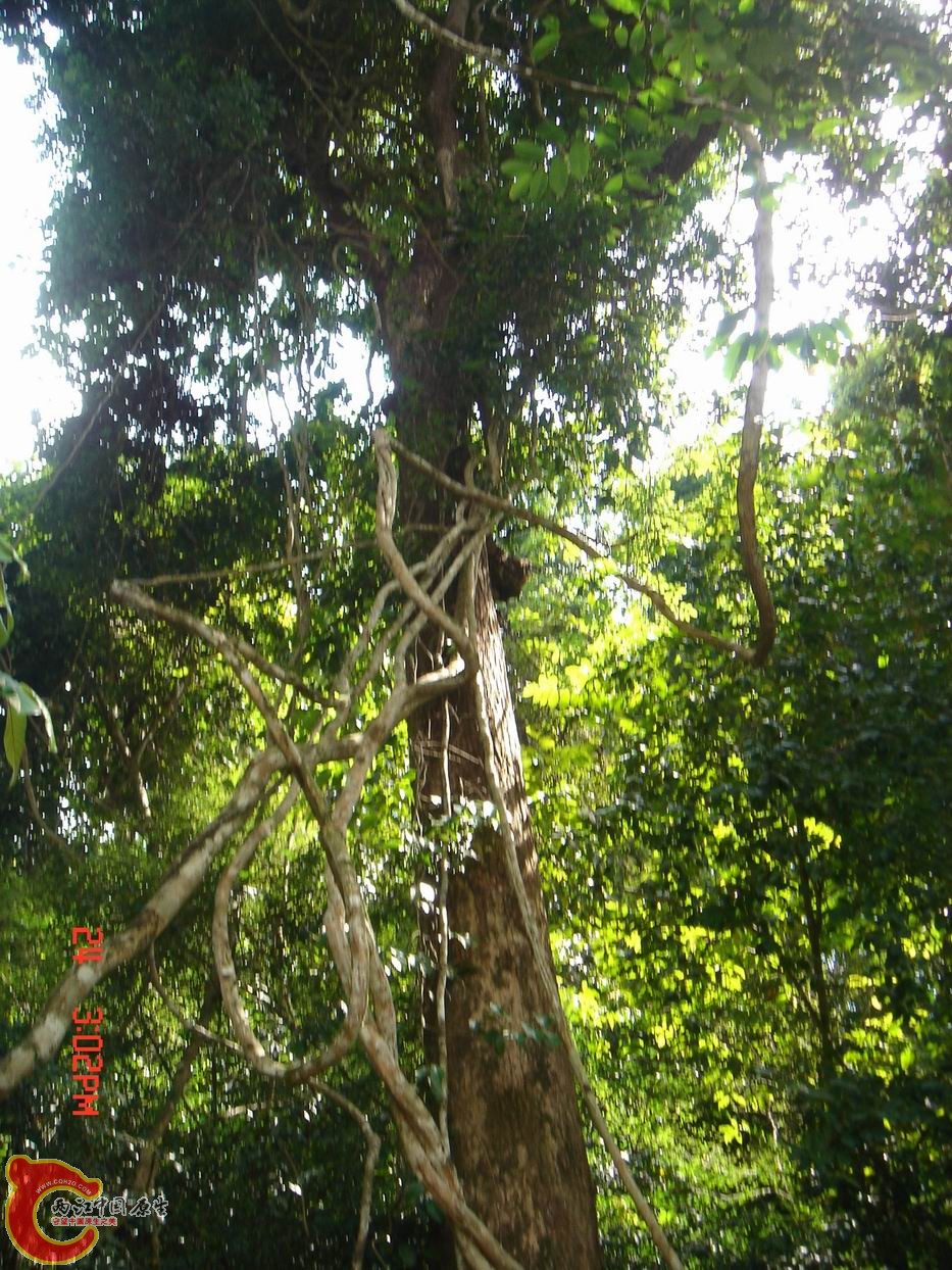 tropical rainforest tree2.jpg