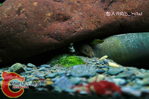 黑线沙鳅，拟鳗副鳅