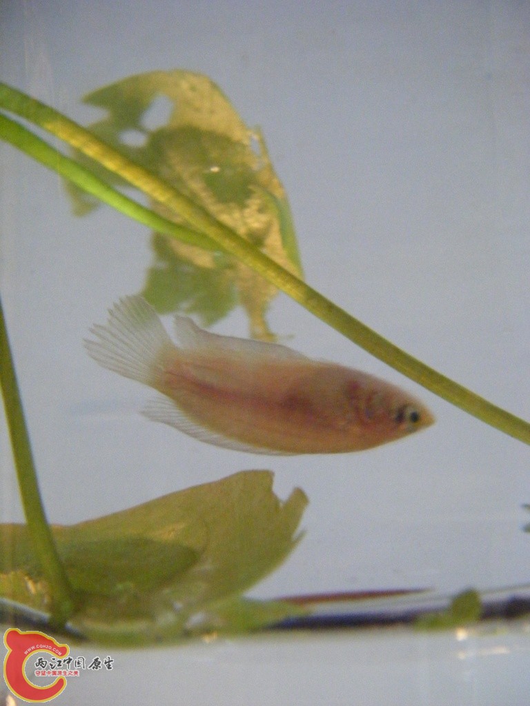 养小斗鱼的蛋黄水是什么,能有高手解答么?-最