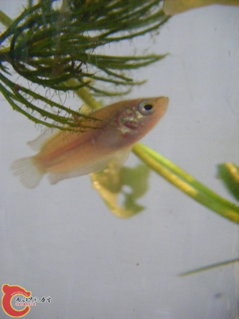 养小斗鱼的蛋黄水是什么,能有高手解答么?-最