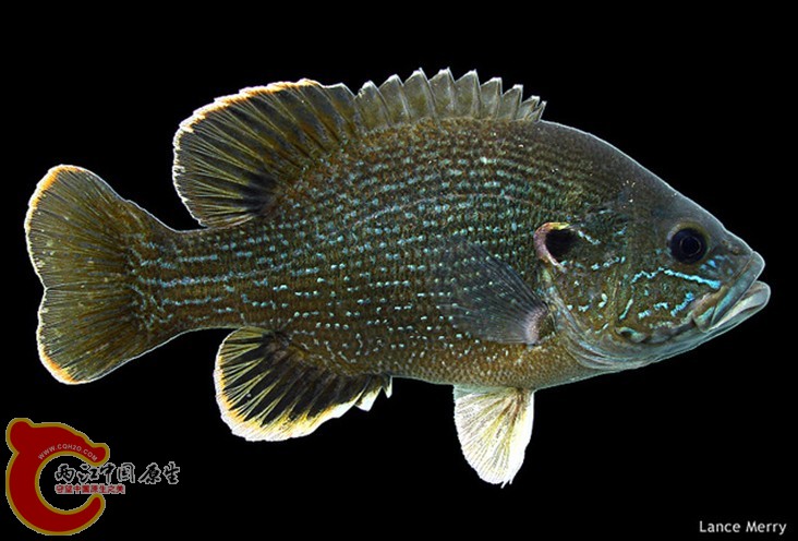 Green Sunfish.jpg