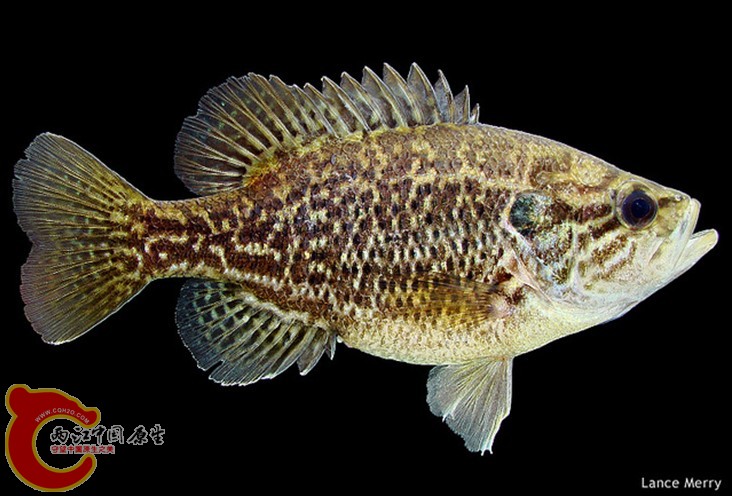 Warmouth Sunfish.jpg