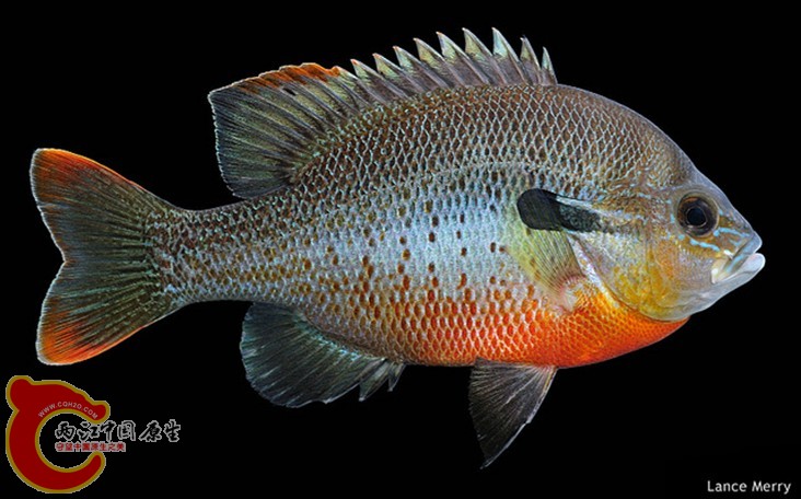 Redbreast Sunfish.jpg