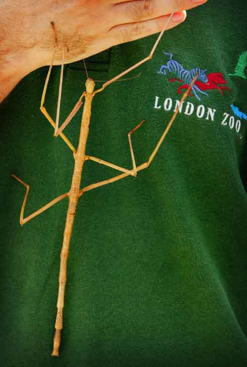 世界上最长的昆虫叫什么名字