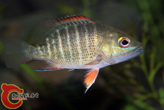 银纹笛鲷 lutjanus argentimaculatus - 台湾的鱼 - 两江中国原生--做